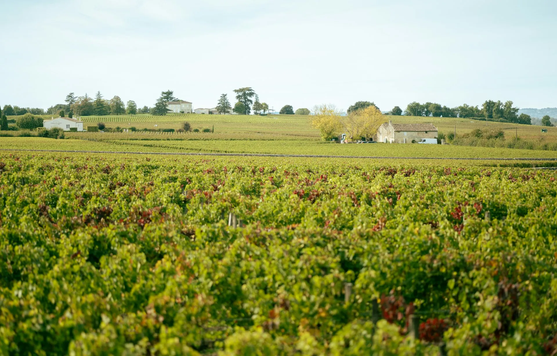 Flad vinmark med et château i det fjerne