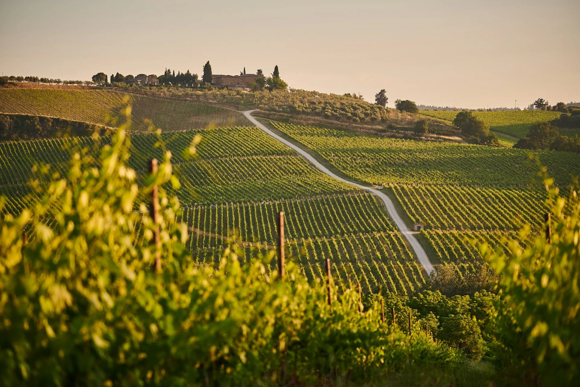 Vinstokke i rækker på en italiensk bakkeskråning