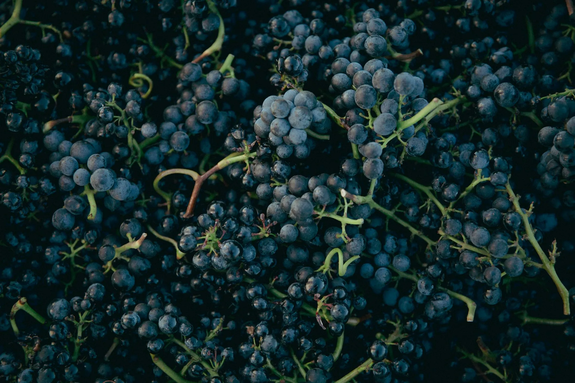 Blå Pinot Noir-klaser på vinstokken