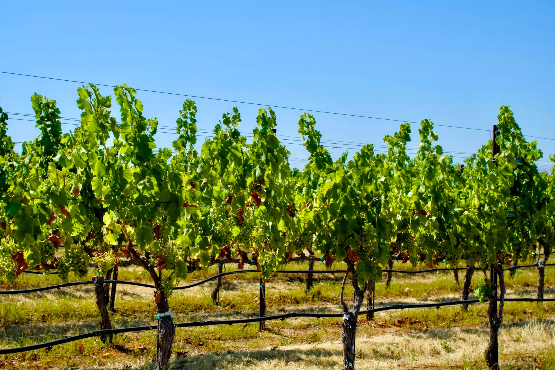 Vinmark i Californien under blå himmel